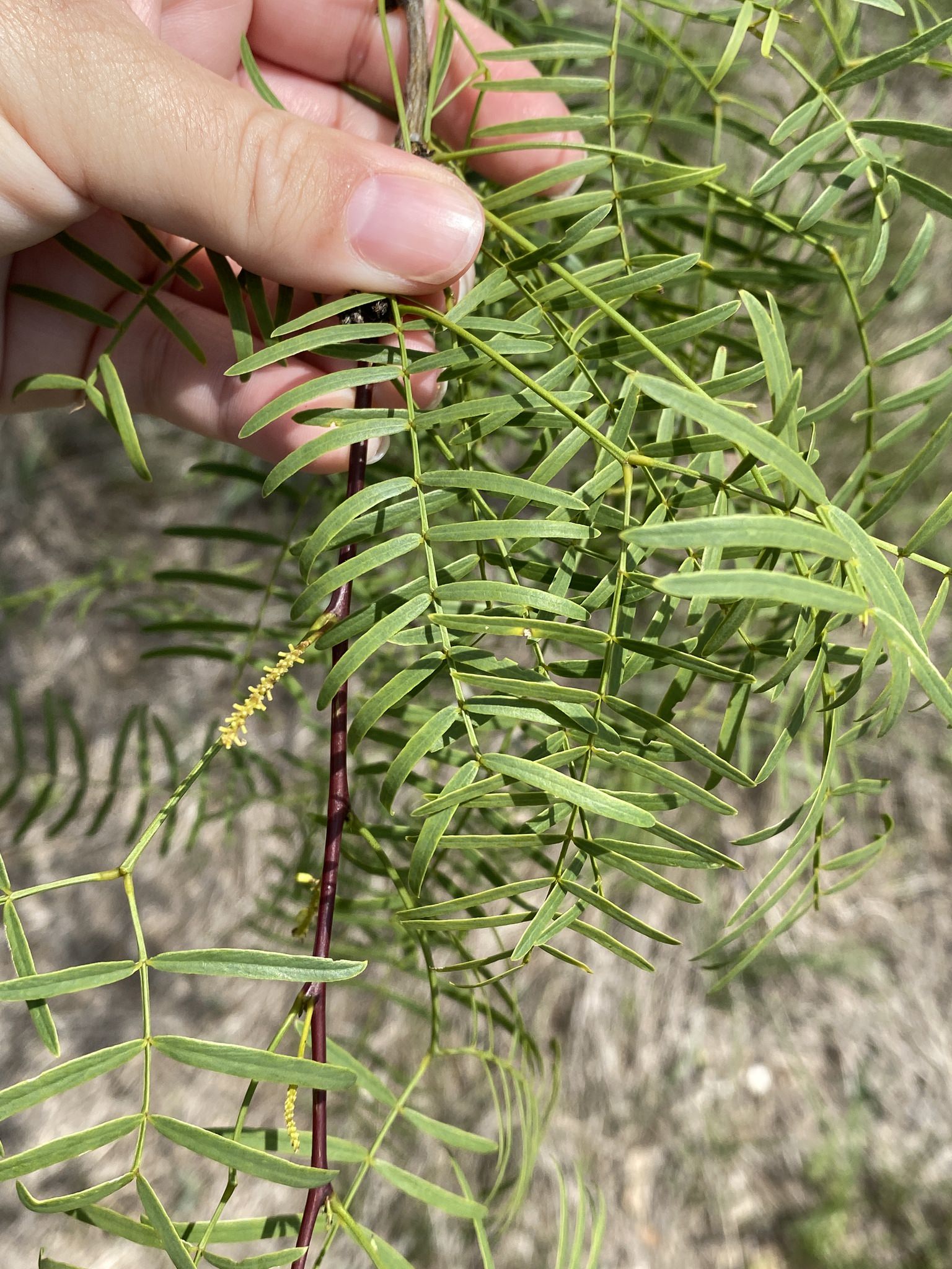 Prosopis glandulosa